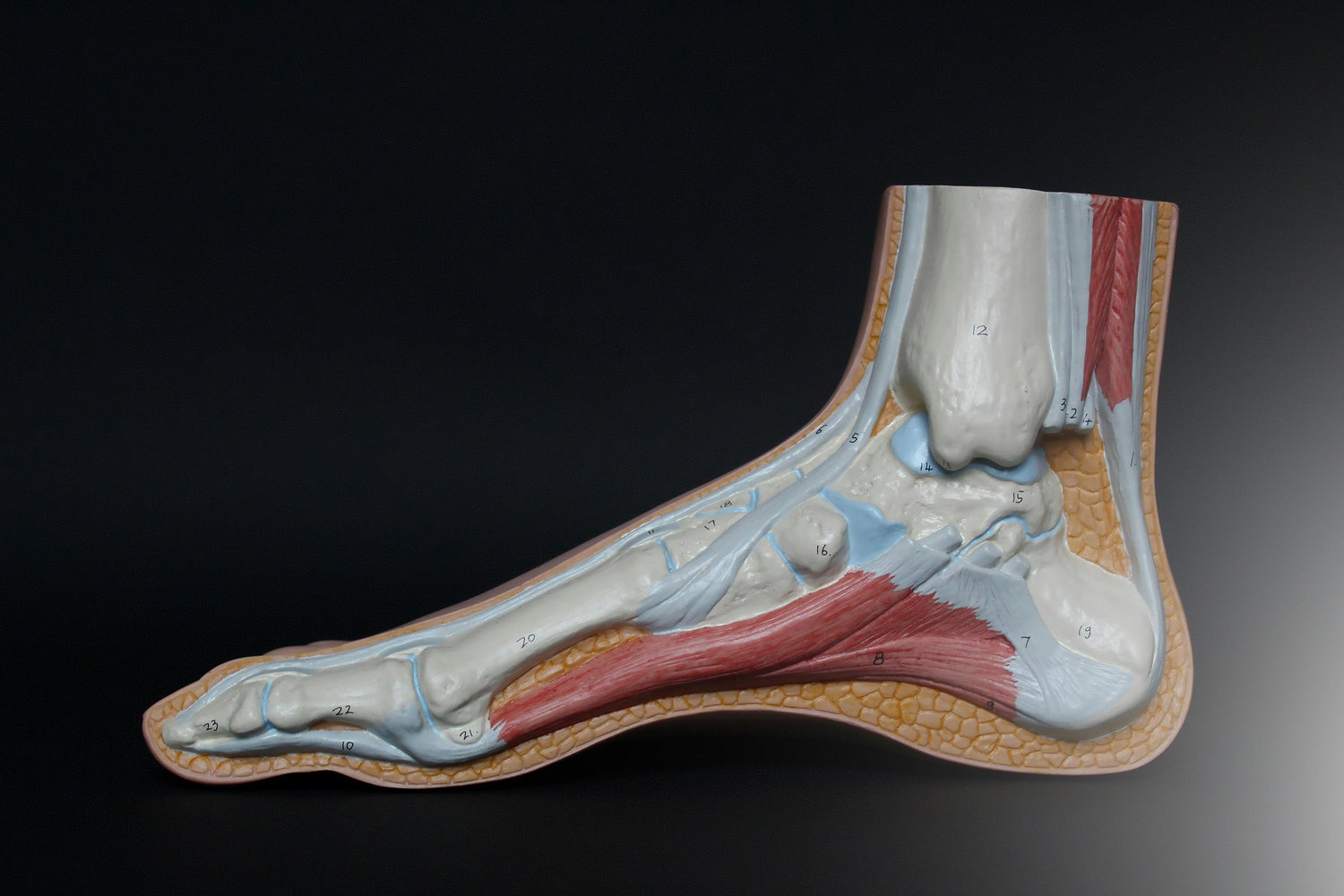 A new perspective on foot biomechanics