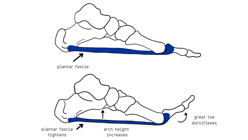 Understanding Foot Orthotics