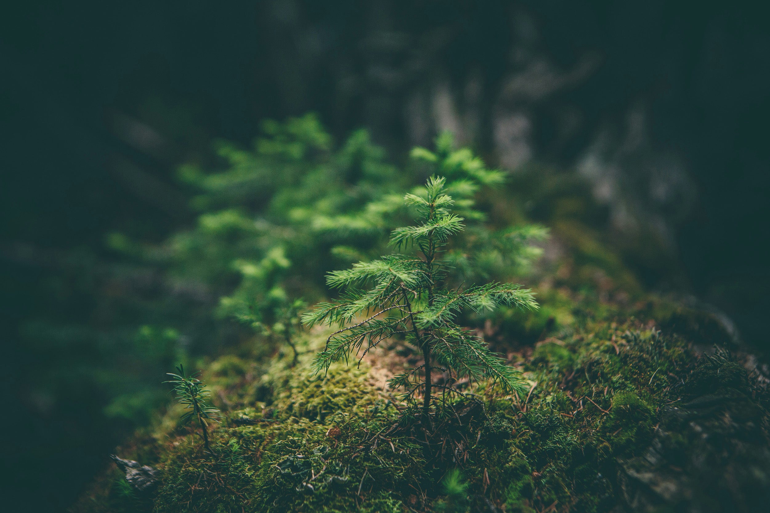 Seedling in lush forest