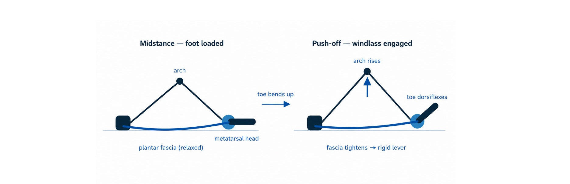 Diagram showing the phases of a running stride with labeled components on a white background.