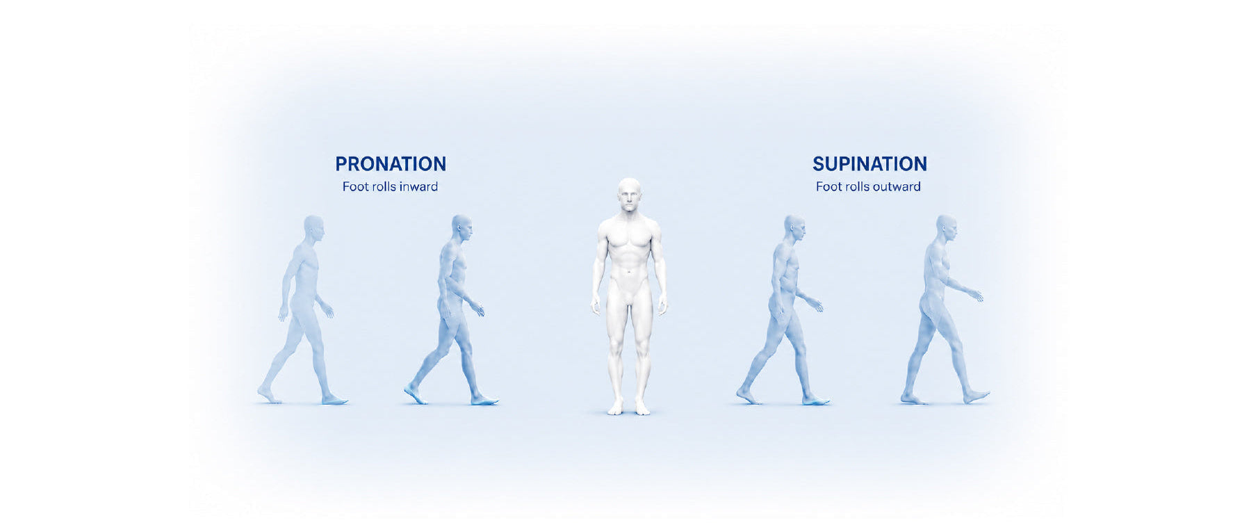 A white 3D model of a human figure shown from the front, centered on a light blue gradient background, with two side figures labeled PRONATION and SUPINATION demonstrating rotational positions.